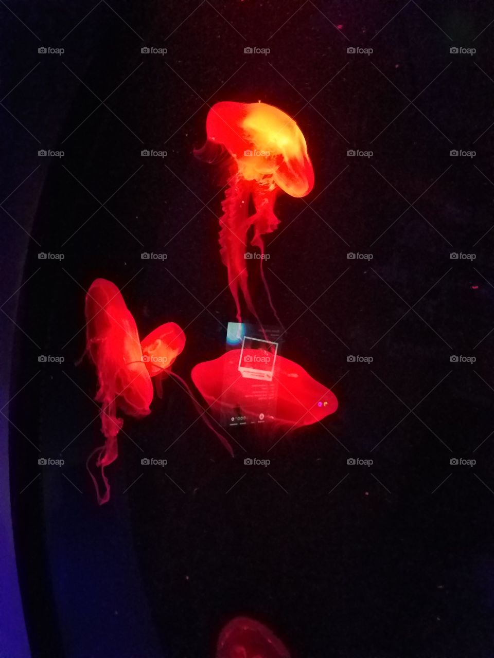 glowing jellyfish