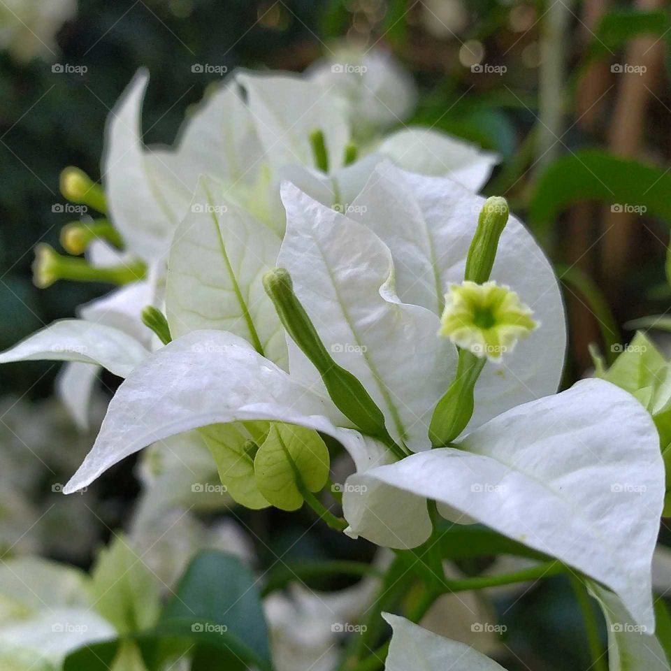 a special white Bougainville in the garden in a sunny day