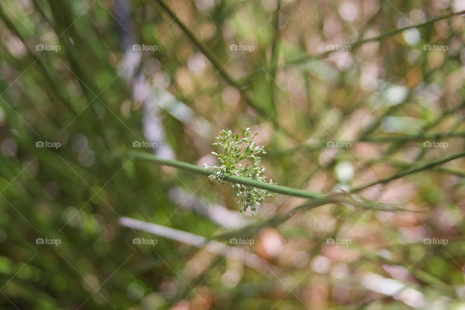 Wild Flower Abstraction