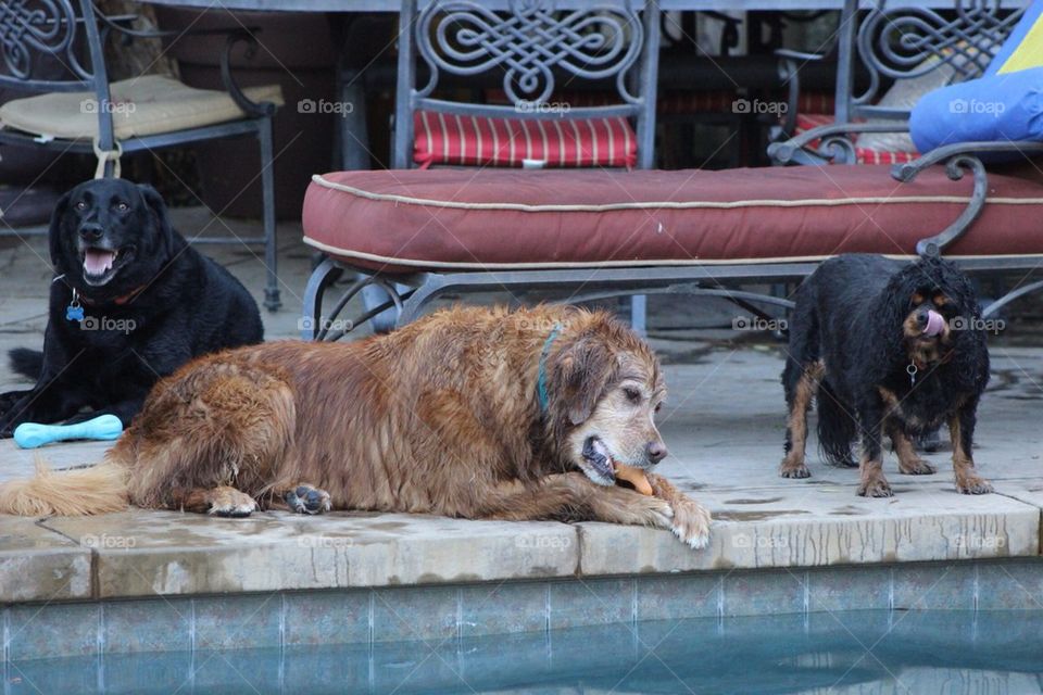 Pool Buddies