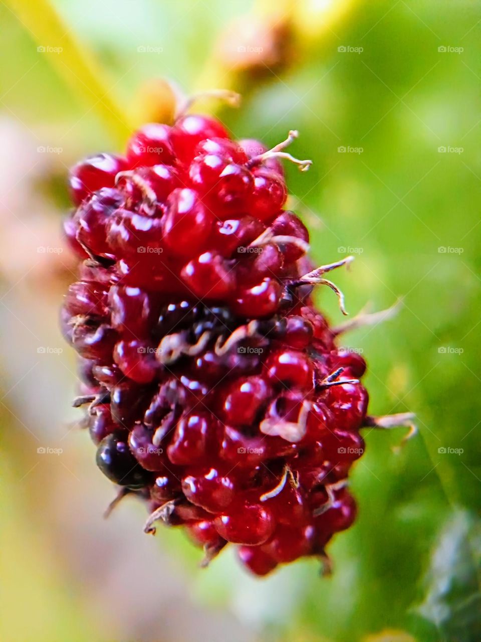 Close view of a mulberry fruit.