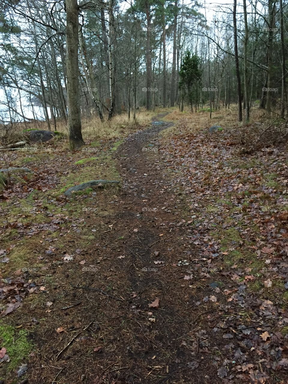 Autumn in Sweden 
