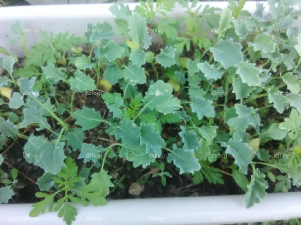 kale growing fresh in the garden