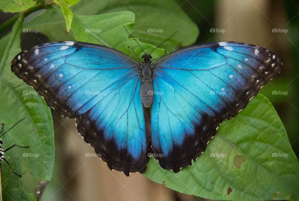 I captured this image of a newly hatched Blue Morpho butterfly after it sired in the hatchery. This is the first image of the hatched butterfly in the butterfly sanctuary.