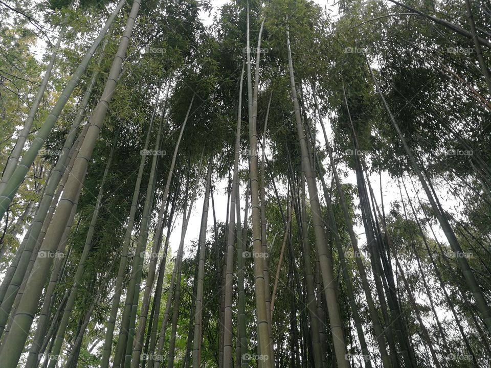 Bamboo forest