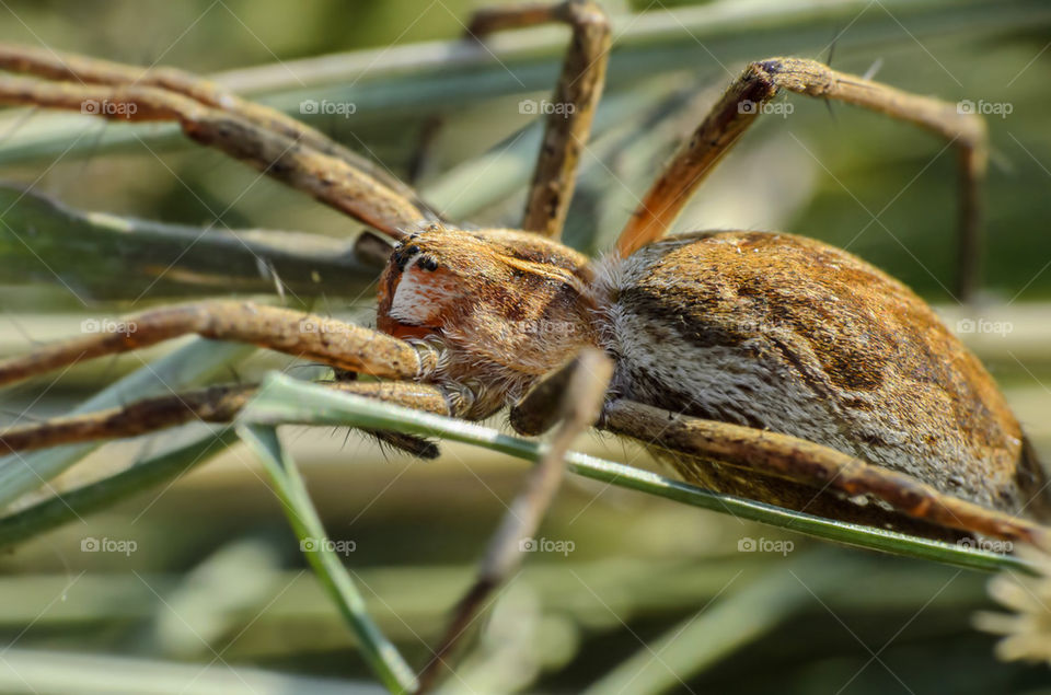 Spider in the grass