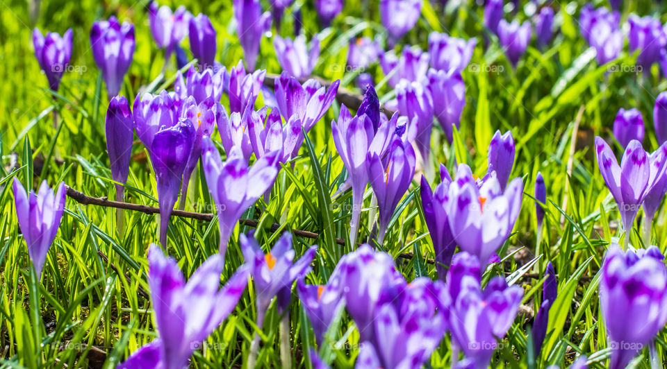 Spring flowers - crocuses