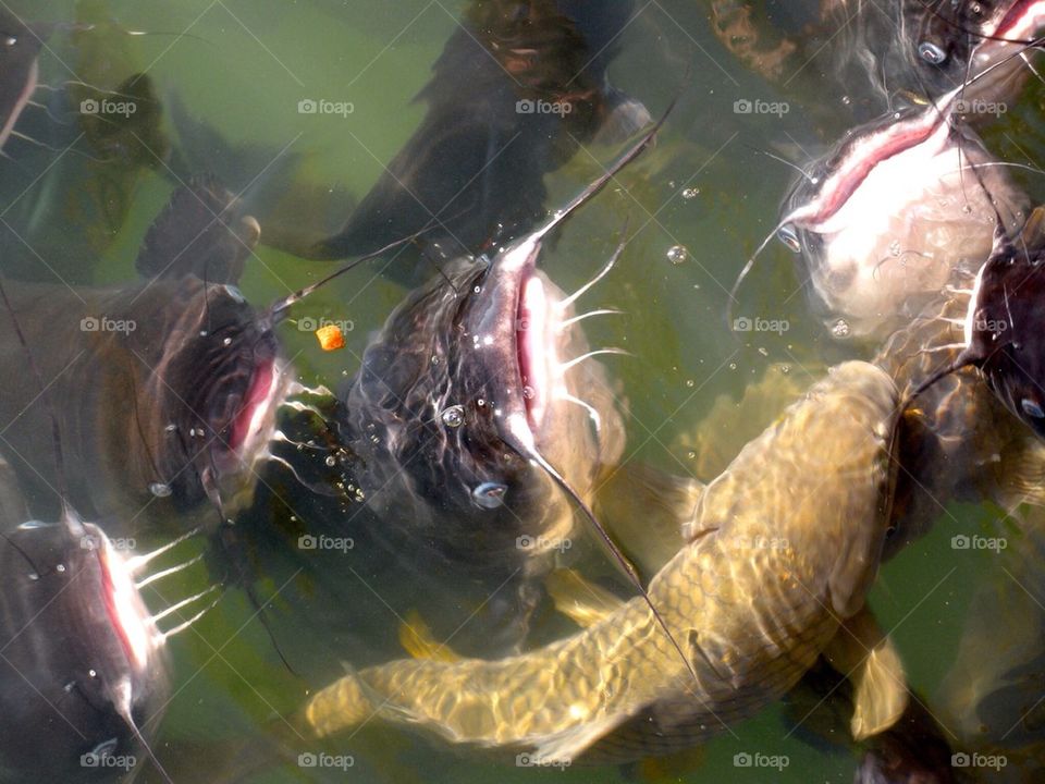 Hungry catfish. 
