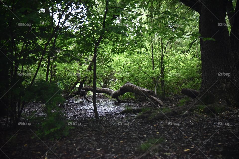 log amidst the trees