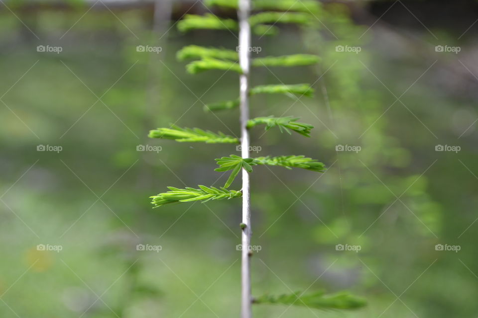 Symmetrical pine branch