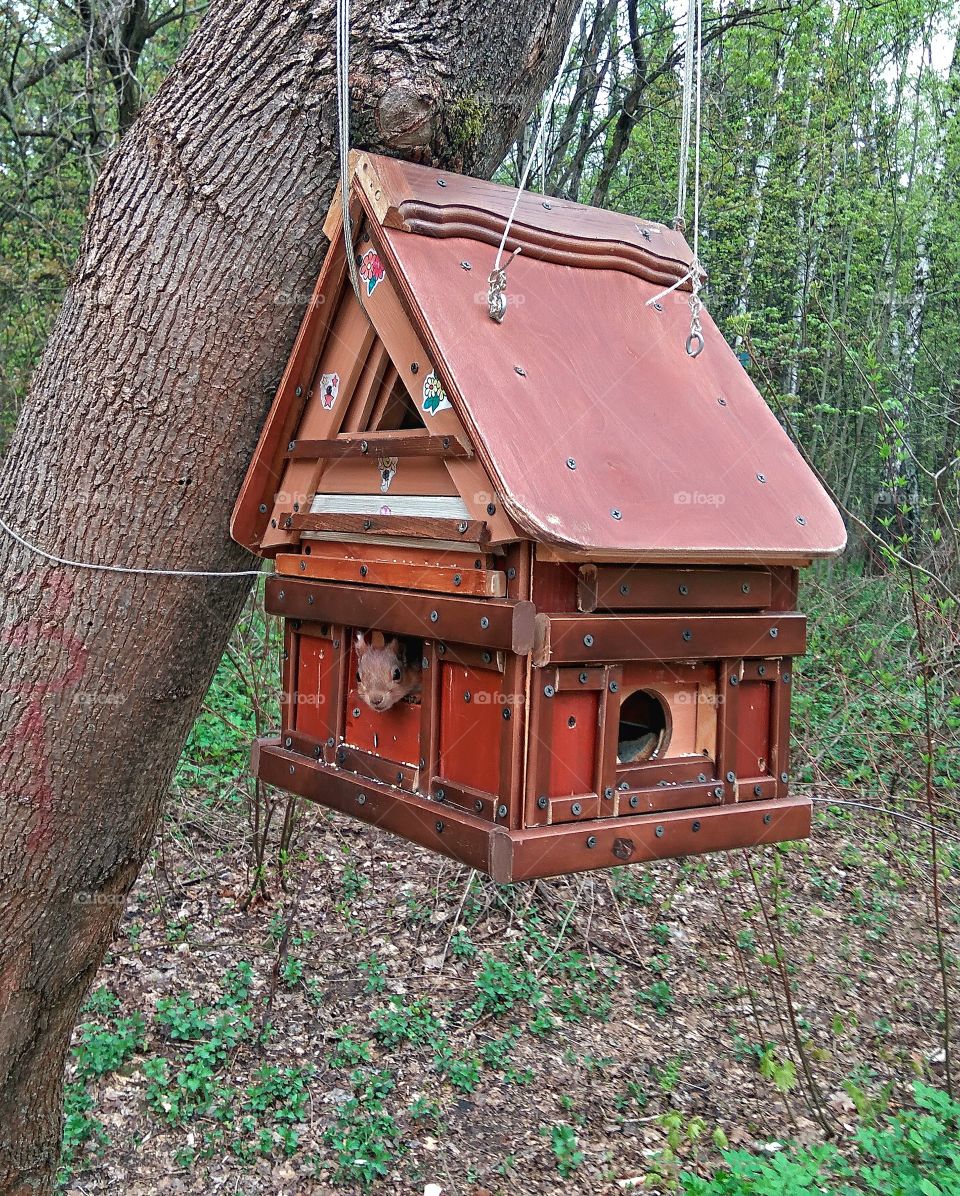 Squirrel in the park