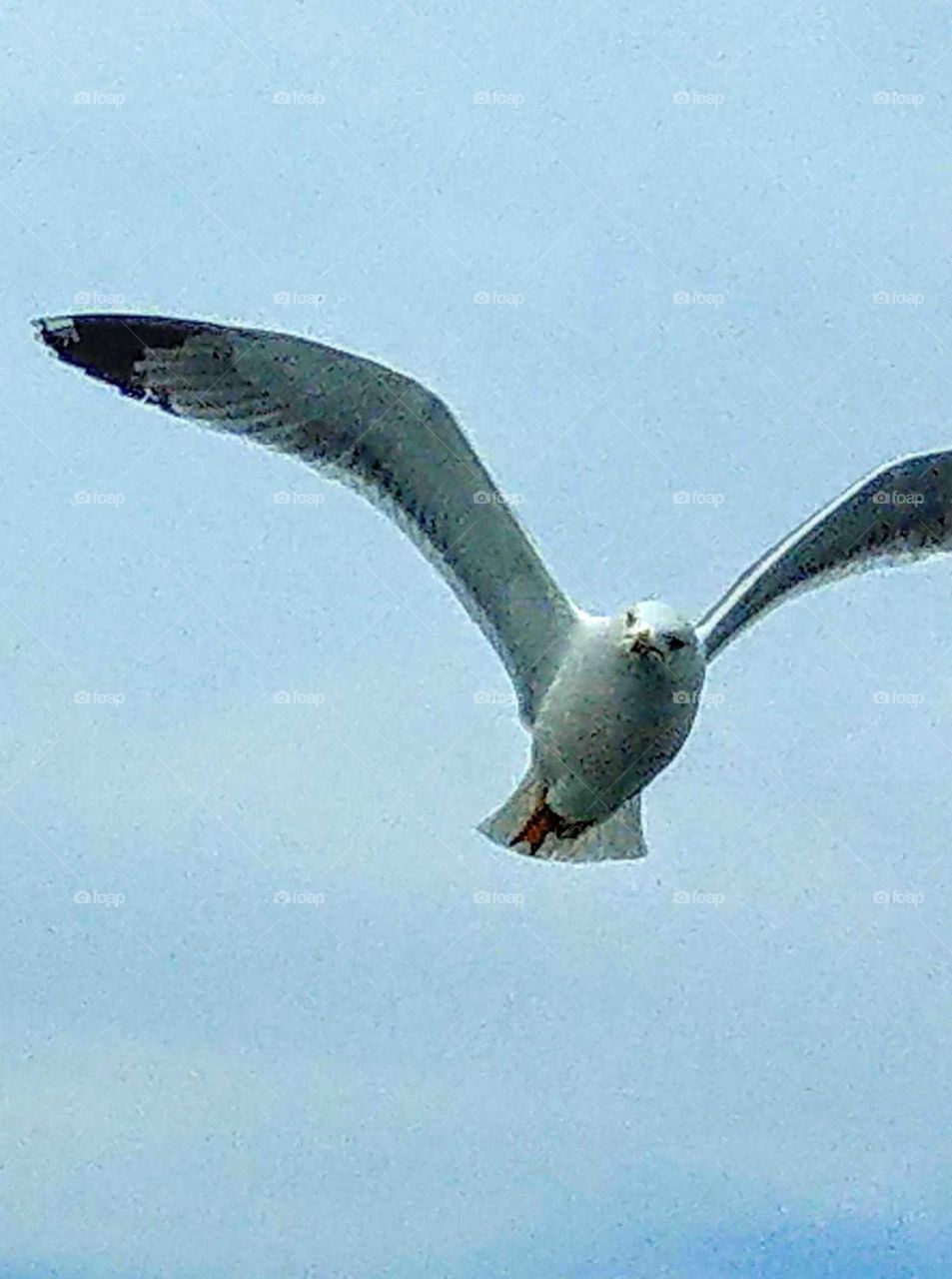 Fun animals and pets: an albatross was happy free flying over the sea.