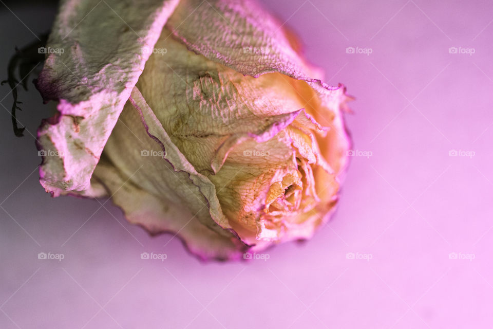 Rose in close up