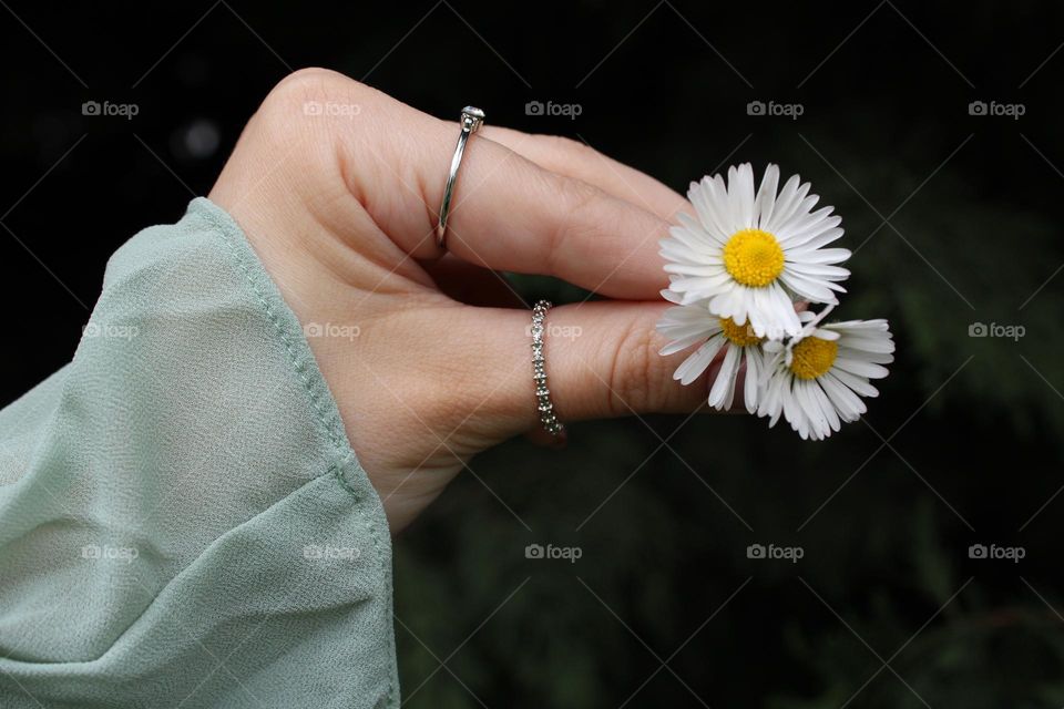 Plant chamomile 💚🌱📸