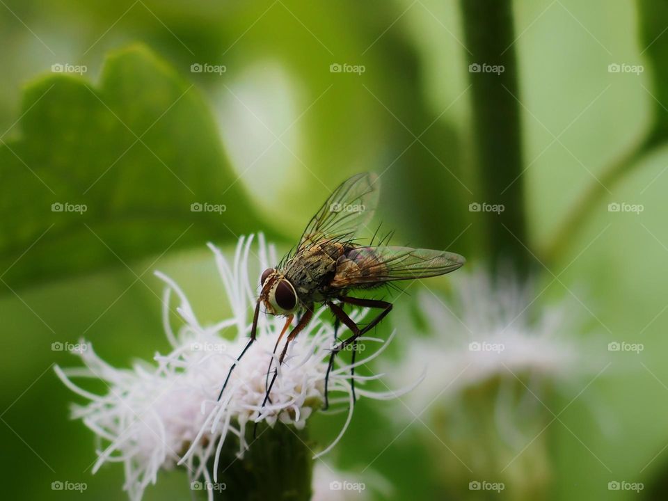 flies