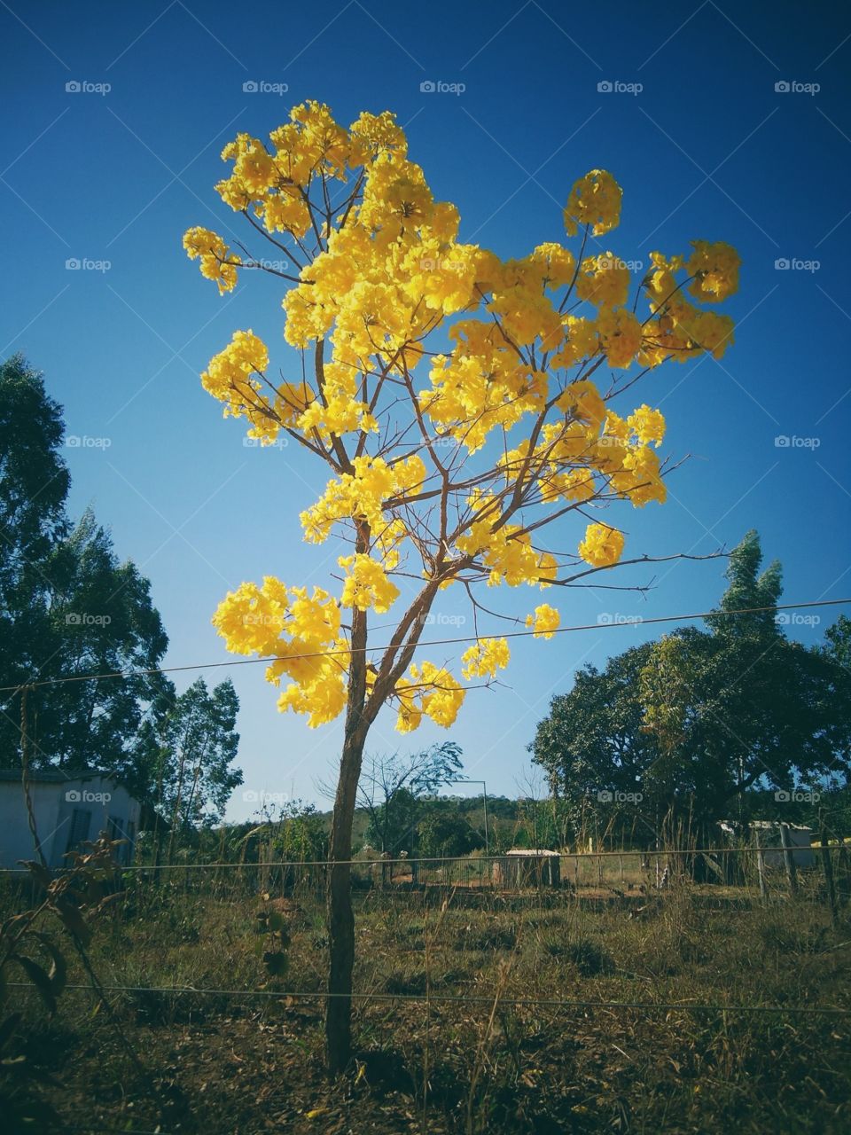 ipê amarelo Yellow tree