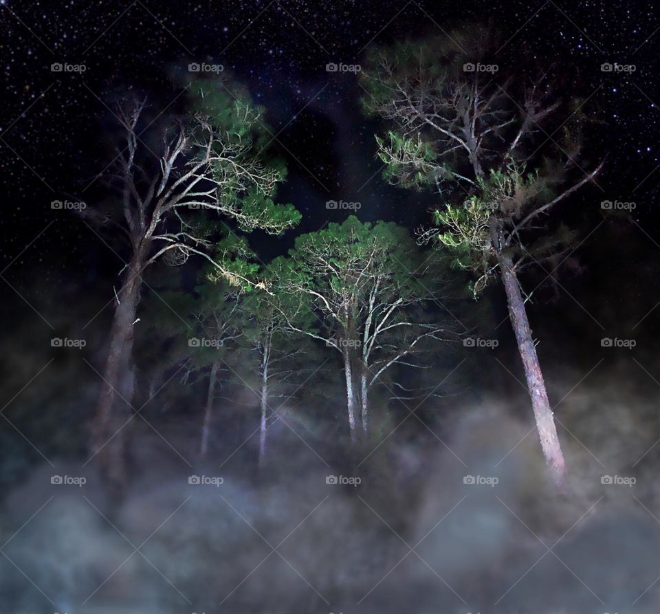 Spooky forest at night.