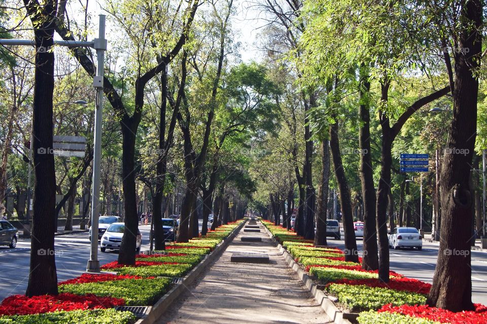 Way of nature at Mexico City