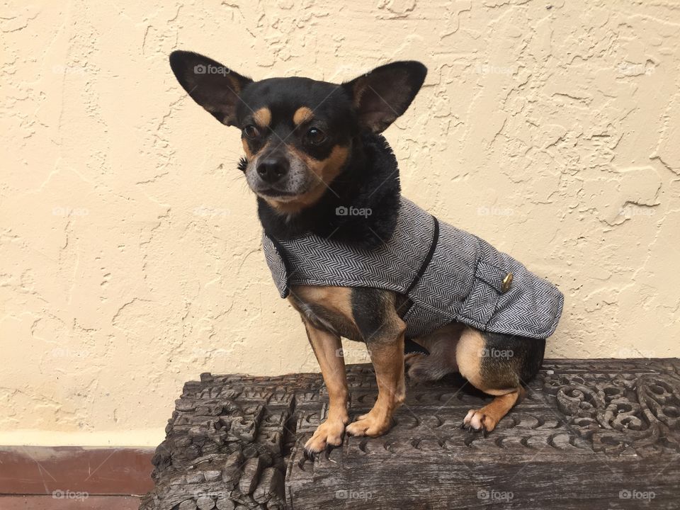 Chihuahua Miguelito coat