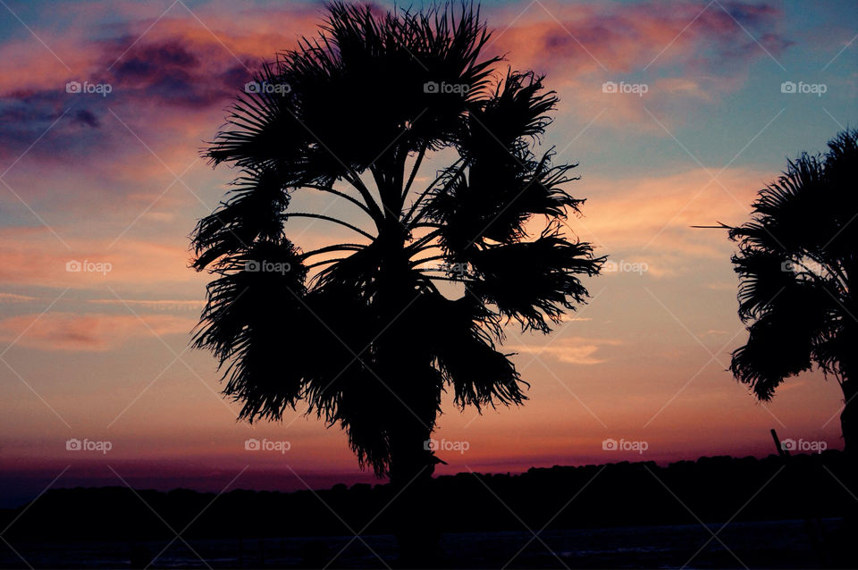 Palm tree sunset. Tropical Sunset