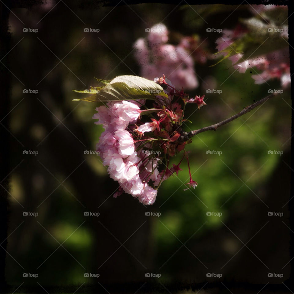 Japansk körsbärsblomma