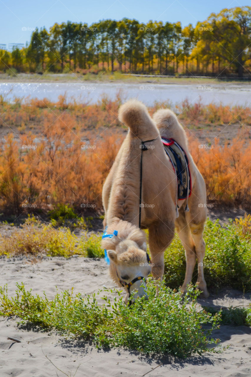 Camel eating bush during autumn
