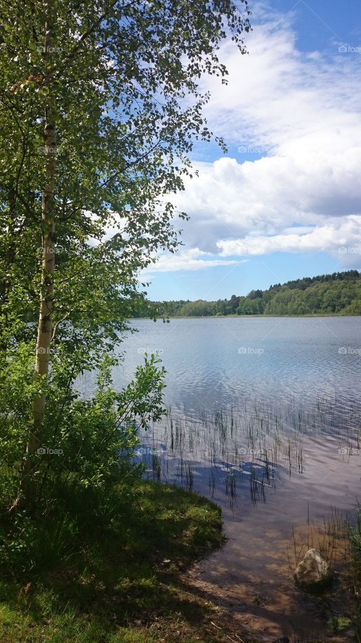 birch near a lake. birch near a lake