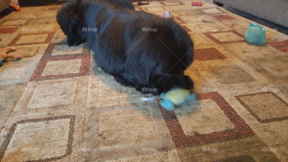 No Person, Floor, Dog, Mammal, Desktop