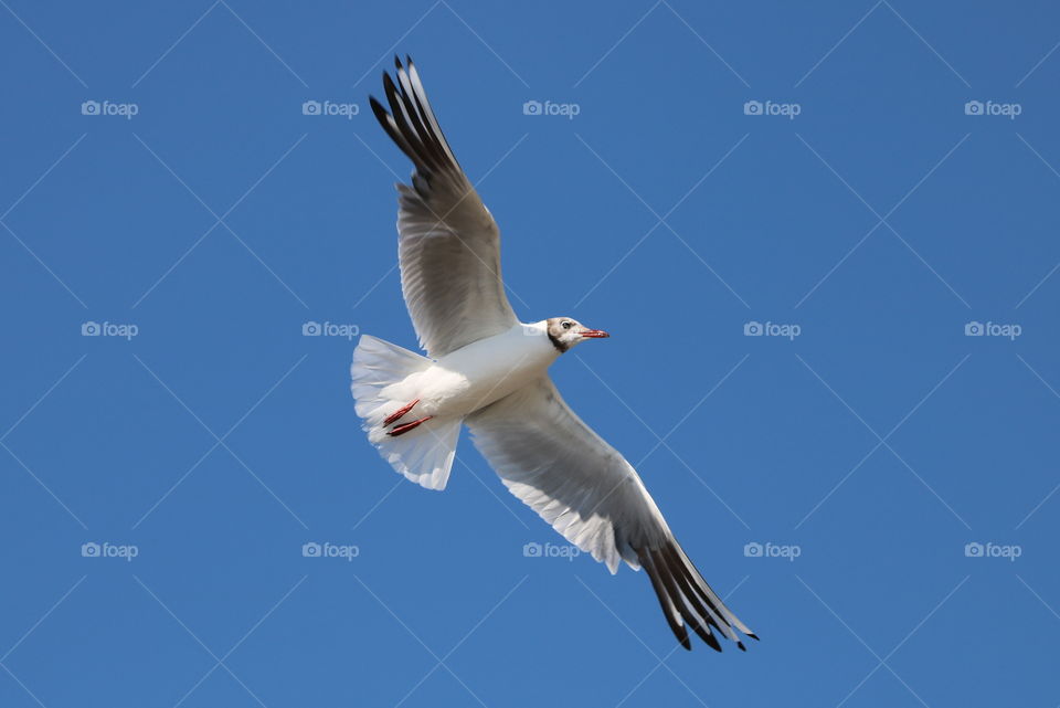seagull in flight