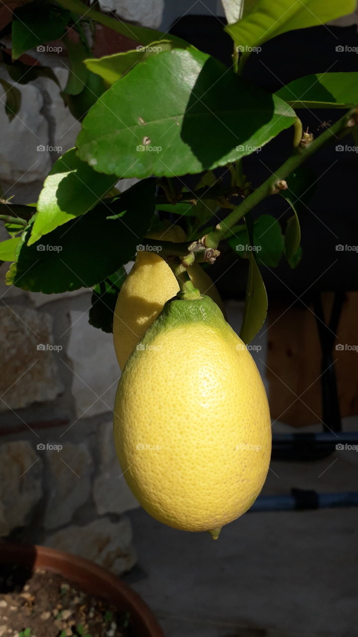 yellow lemons