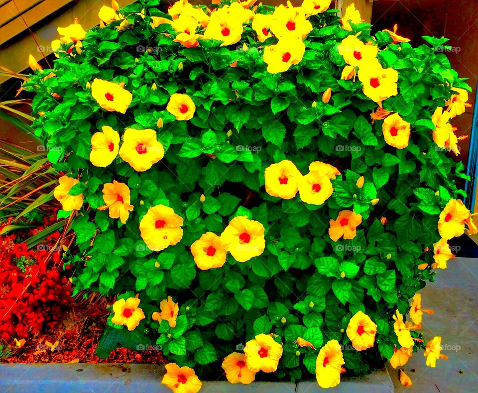 Yellow flowers blooming 