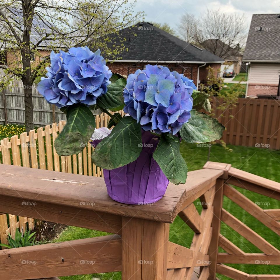 Beautiful Hydrangeas