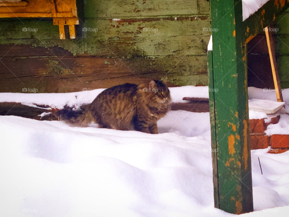 Street cat outdoors in the snow on the background of an old house