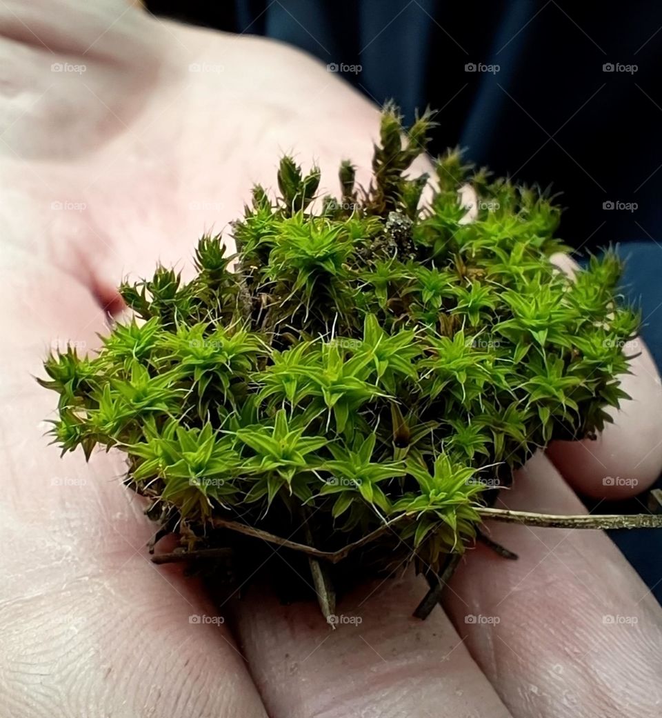 green moss on the palm