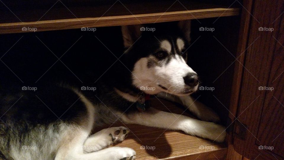 Wooden Sanctum. Husky loves cabinets.