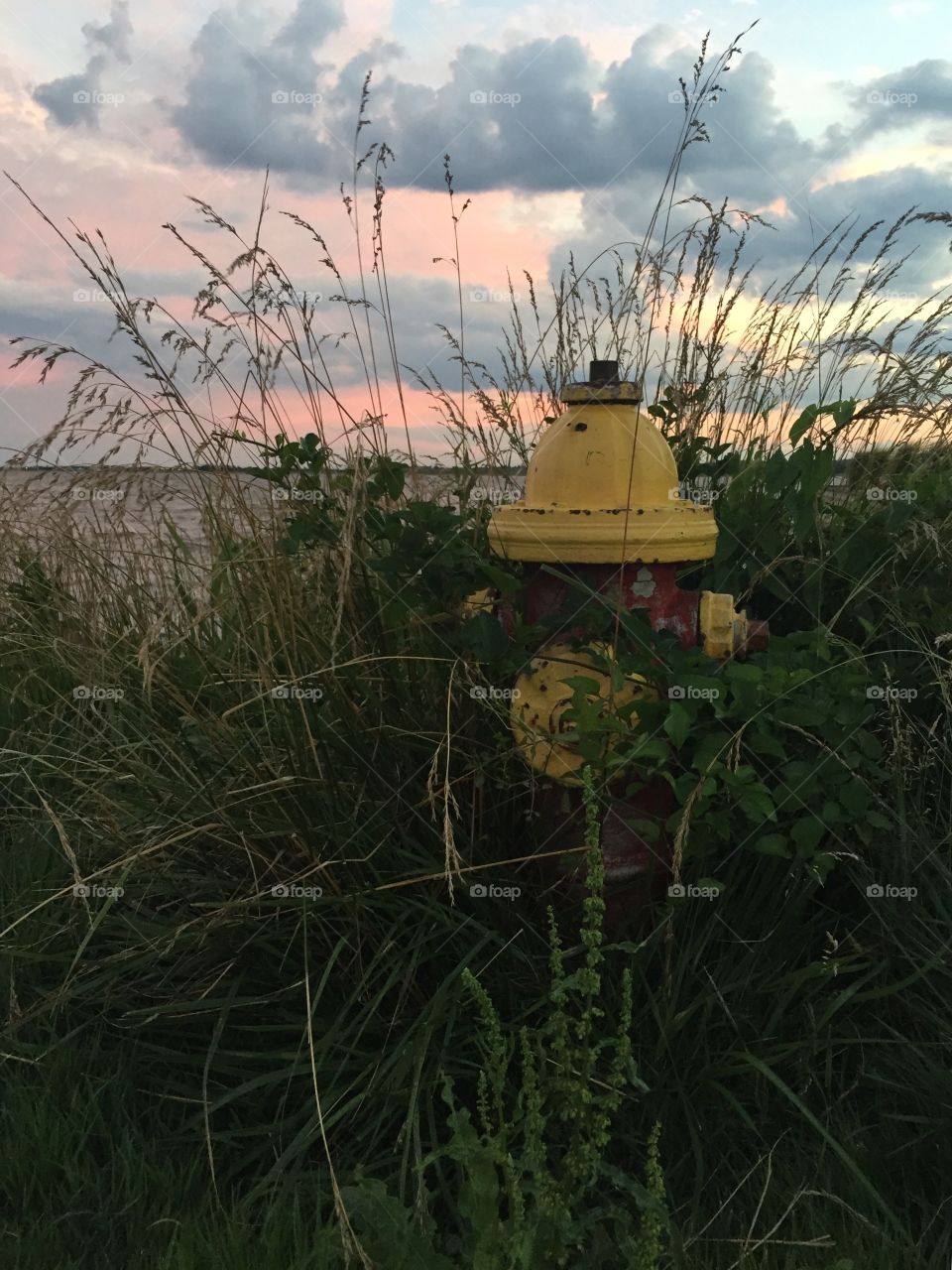 Overgrown fire hydrant