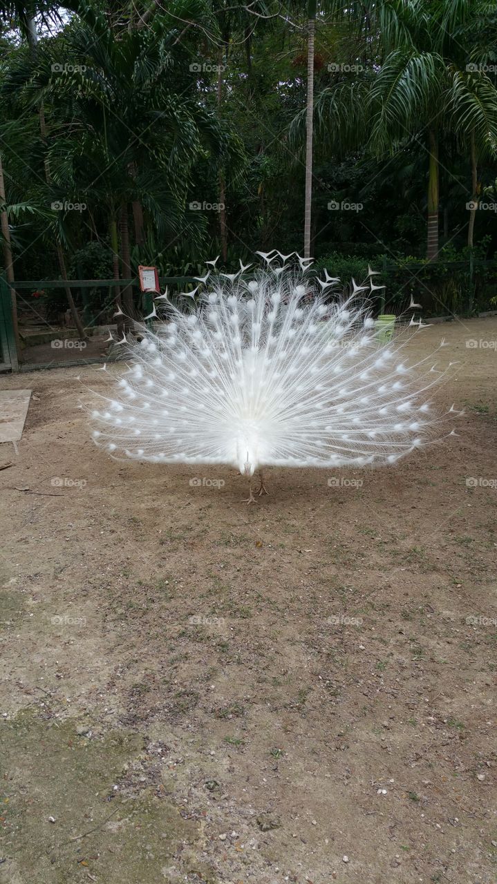 Albino Peacock