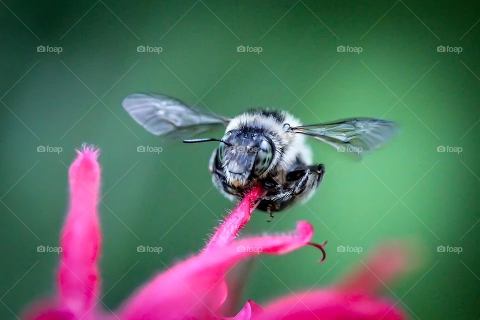 Bee over a flower