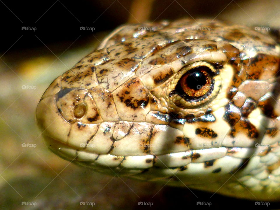 Head of sand lizard with beautiful gold eye