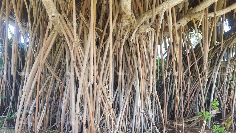 Banyan roots