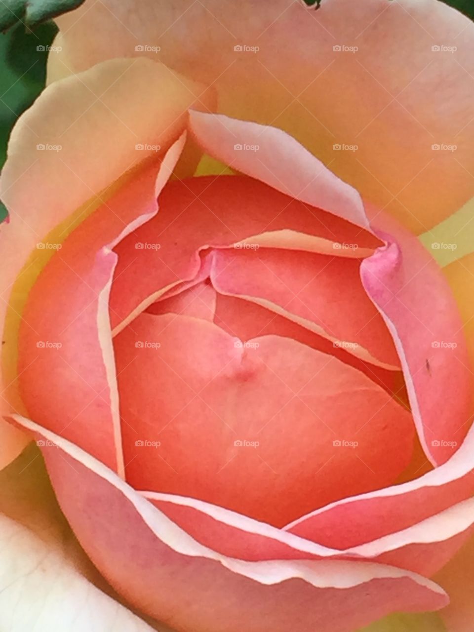 Rose detail