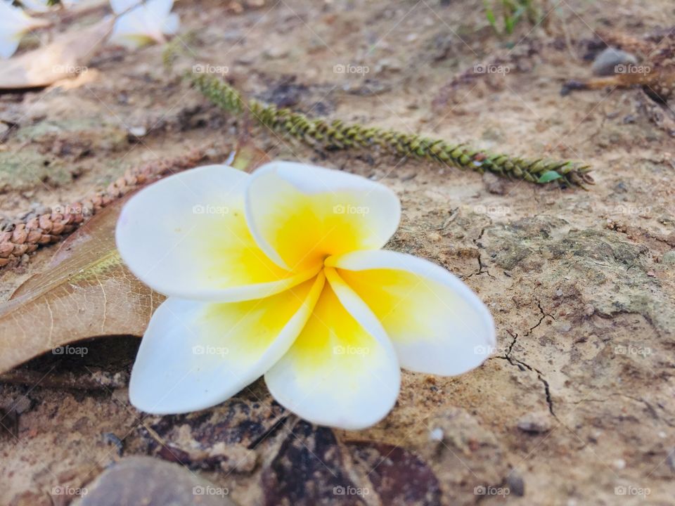plumeria flower fallen on the ground in the area of the monastery, are very beautiful. 