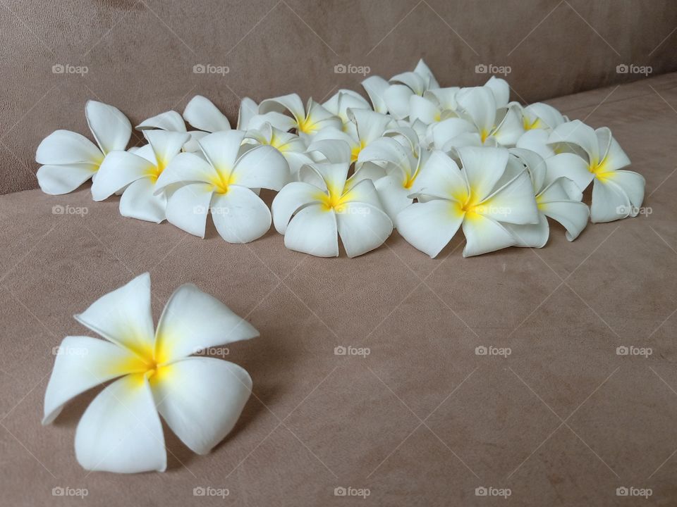 Beautiful Plumeria