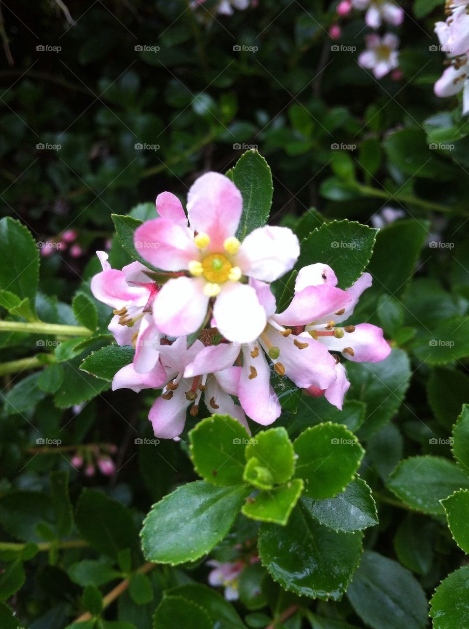 Pinky white flower