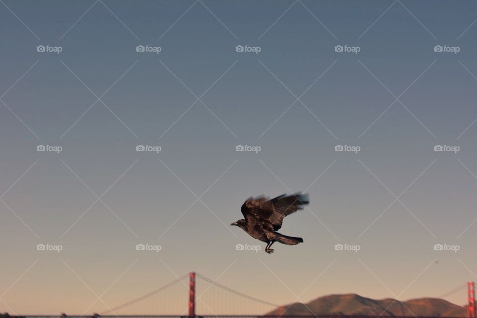 Flying the Golden Gate