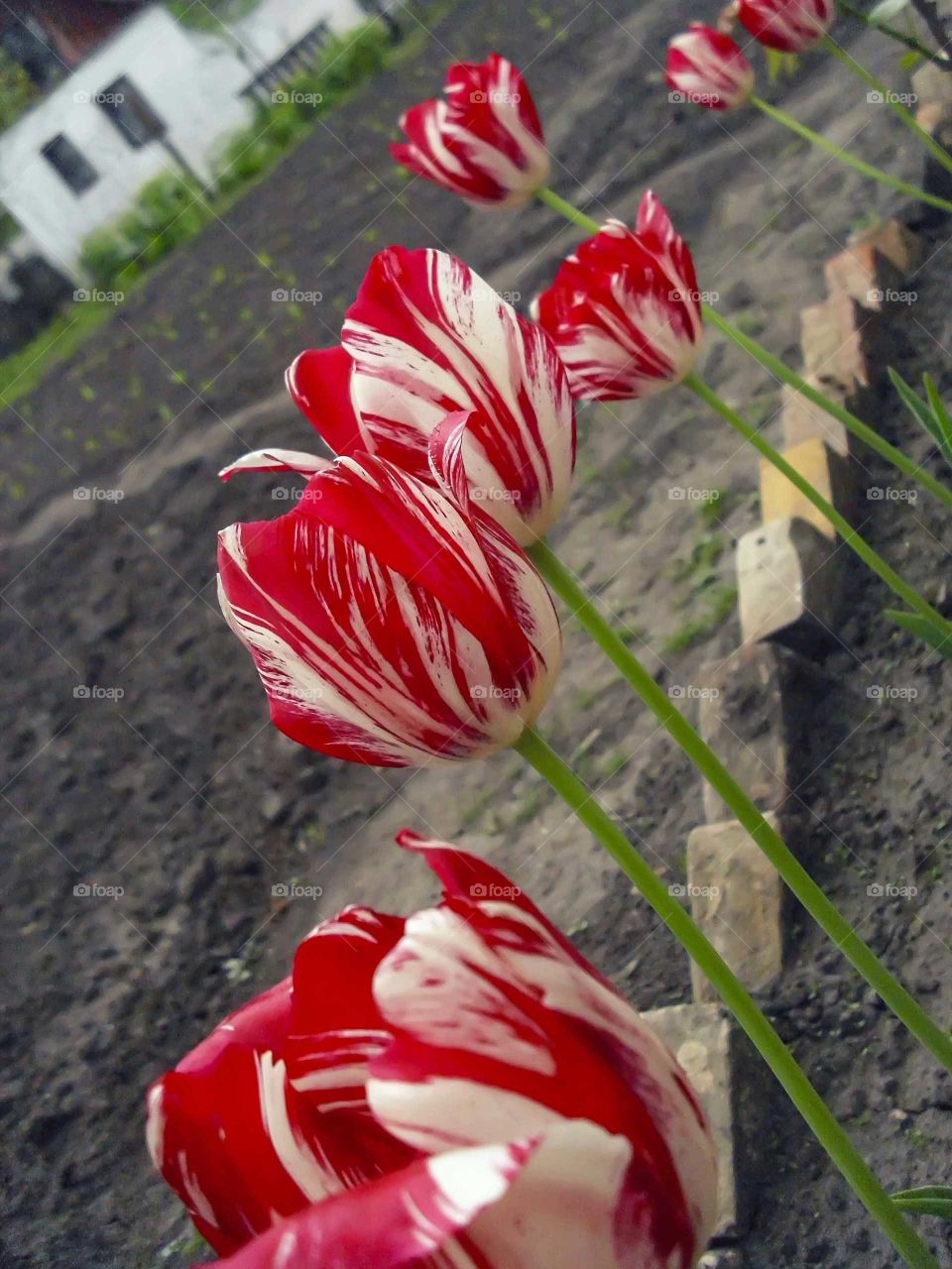 Tulips in spring from interesting angle