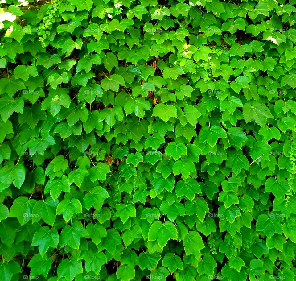 ivy wall