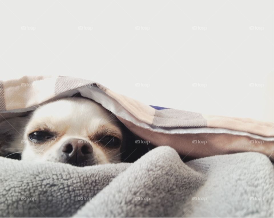Close-up of a cute puppy lying down over the blanket