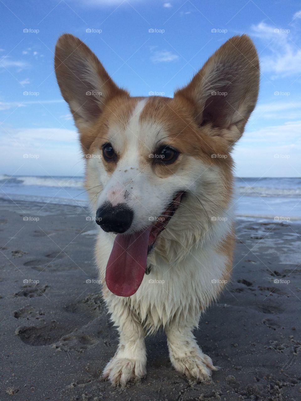 Sandy pup