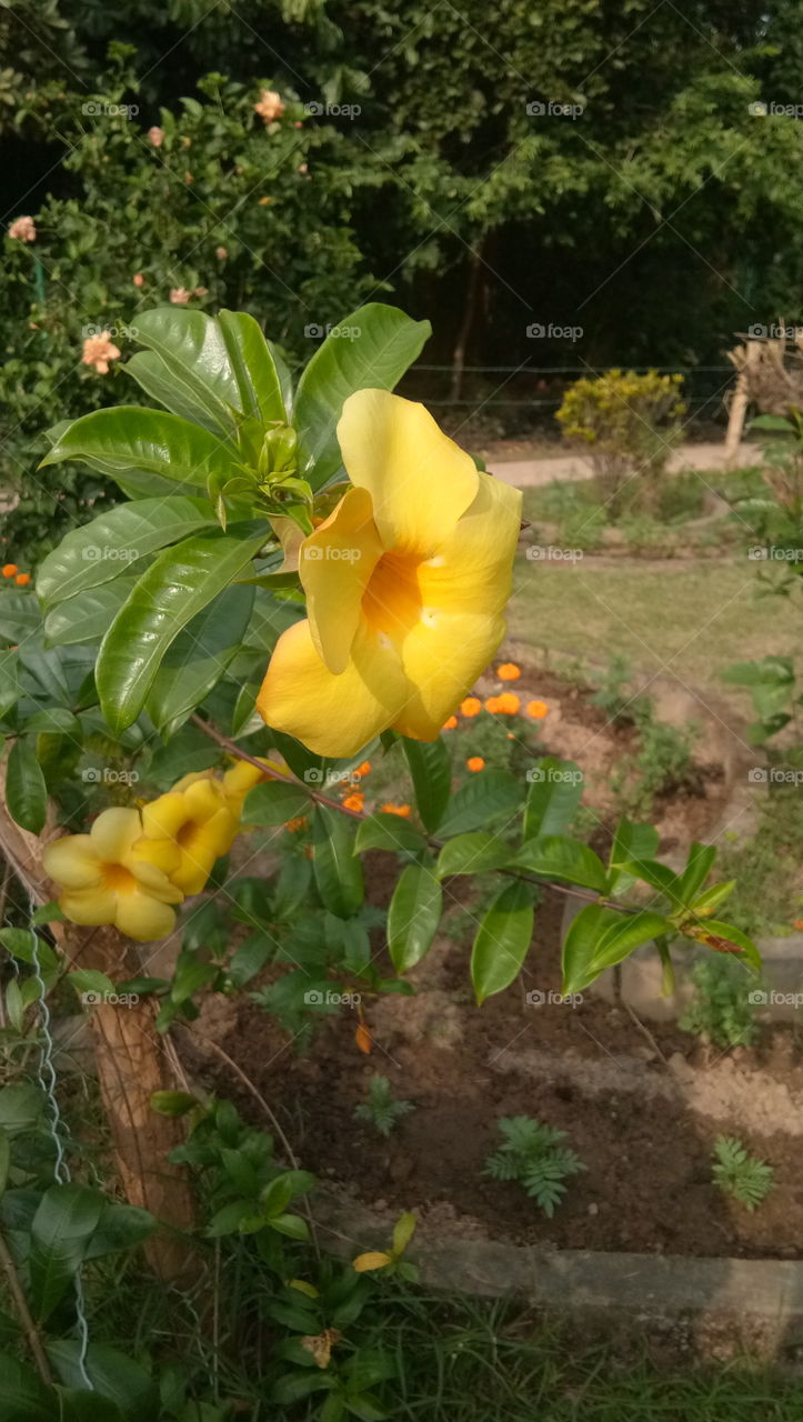 i dont know the actual name bt itsa. beautiful flower